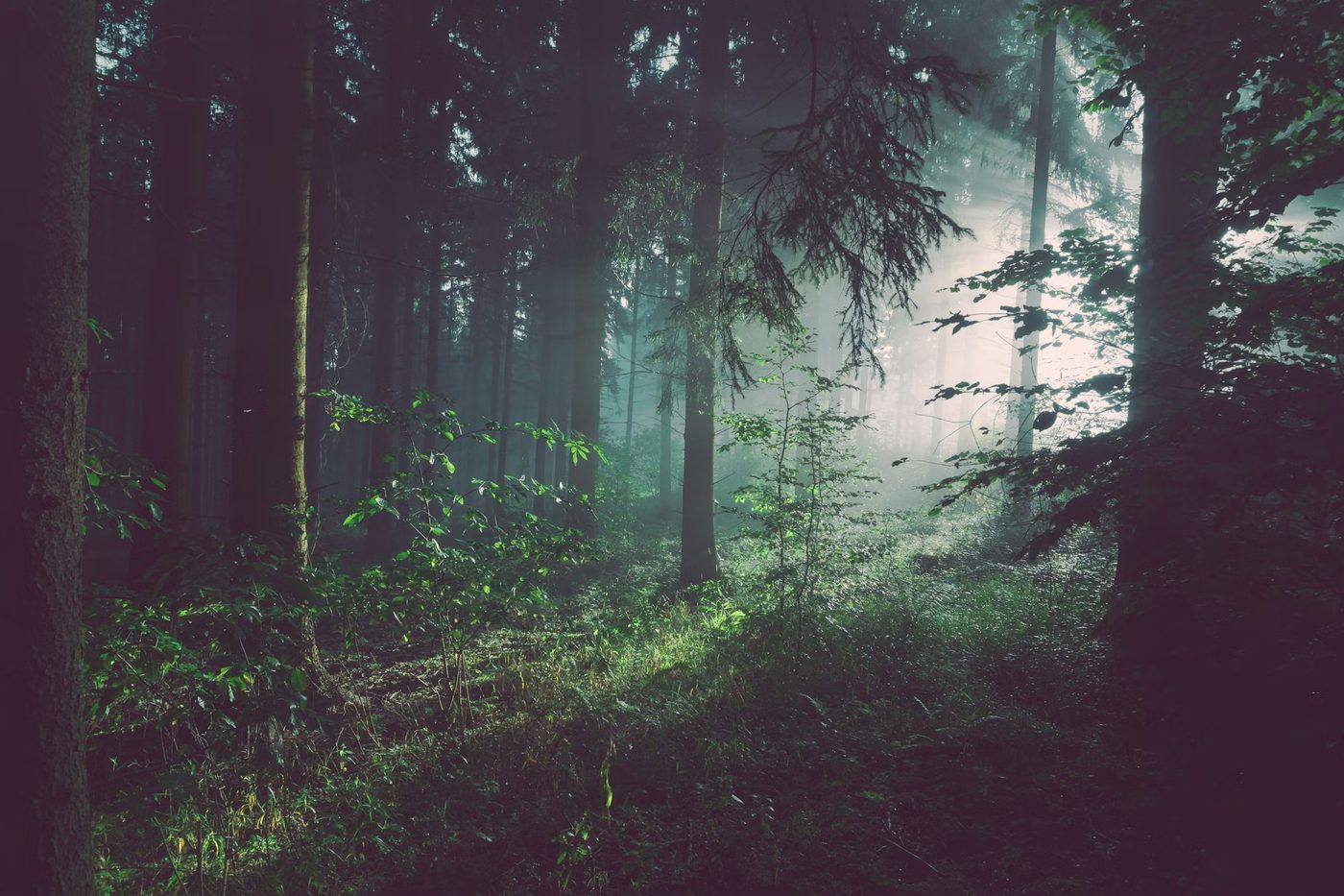 Folding knife resting on a table with a forest visible through a window